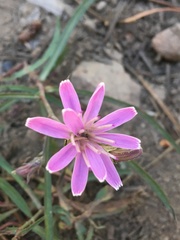 Stephanomeria lactucina