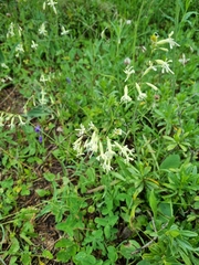 Silene saxatilis
