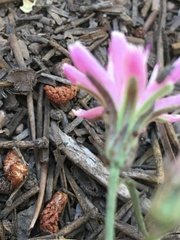 Stephanomeria lactucina