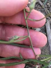 Stephanomeria lactucina