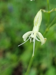 Silene saxatilis