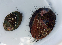 Haliotis cracherodii