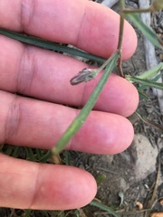 Stephanomeria lactucina