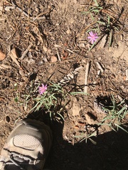 Stephanomeria lactucina