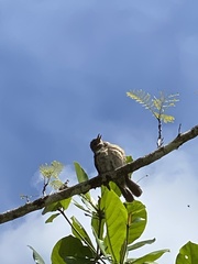 Turdus leucomelas
