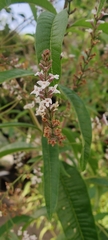 Aloysia citrodora