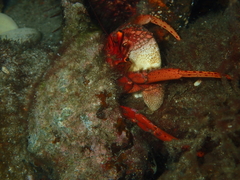 Paguristes frontalis