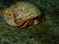 Paguristes frontalis