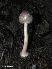 Macrolepiota bonaerensis