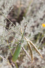 Empusa pennicornis