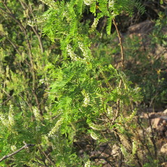 Eysenhardtia orthocarpa