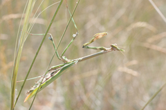 Empusa pennicornis