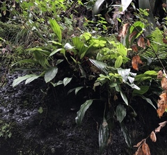 Stanhopea hernandezii