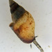Carinate Dovesnail - Photo (c) Robin Gwen Agarwal, some rights reserved (CC BY-NC), uploaded by Robin Gwen Agarwal