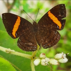 Crocozona pheretima