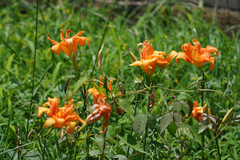 Hemerocallis fulva kwanso