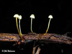 Mycena chusqueophila