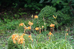 Hemerocallis fulva kwanso
