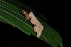 Rema costimacula