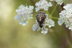 Megabruchidius dorsalis