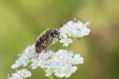 Megabruchidius dorsalis