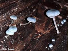 Mycena cyanocephala
