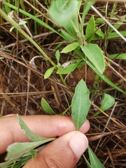 Physaria argyraea