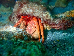 Paguristes frontalis