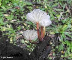 Mycena subulifera
