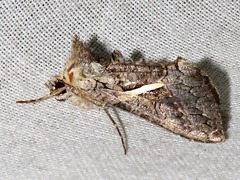 Vittaplusia vittata
