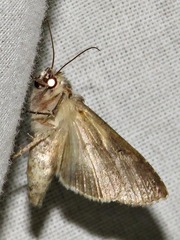 Vittaplusia vittata