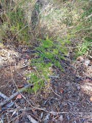 Asparagus acutifolius