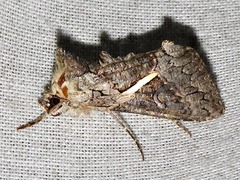 Vittaplusia vittata