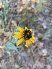 Helianthus ciliaris