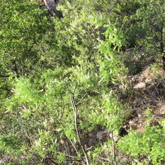 Eysenhardtia orthocarpa