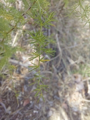 Asparagus acutifolius