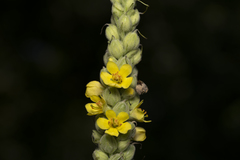 Verbascum thapsus thapsus