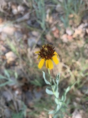 Helianthus ciliaris