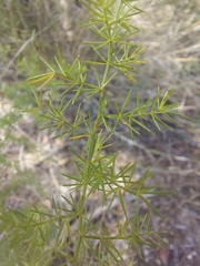 Asparagus acutifolius