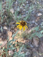Helianthus ciliaris
