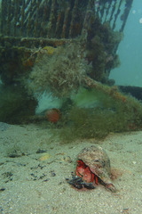 Paguristes frontalis