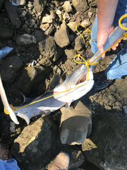 Polyodon spathula
