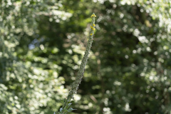 Verbascum thapsus thapsus