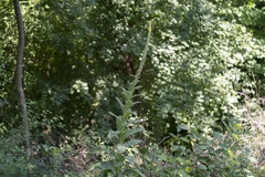 Verbascum thapsus thapsus