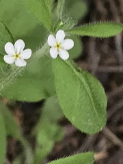 Lithospermum matamorense