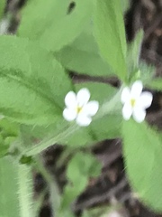 Lithospermum matamorense
