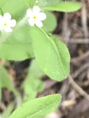 Lithospermum matamorense