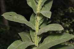 Verbascum thapsus thapsus