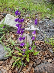 Campanula collina