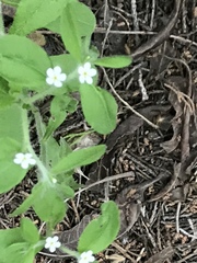 Lithospermum matamorense